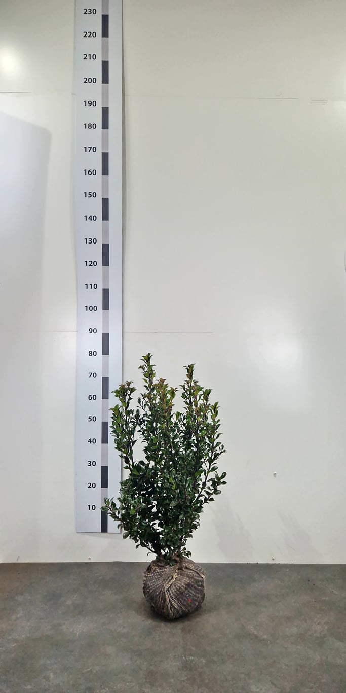 Ilex mes. 'Heckenstar' ® - 60-80 CM RB